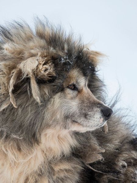 Sled dog during winter in Uummannaq in Greenland Dog teams are still draft animals
